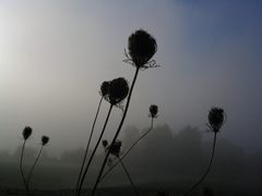 Herbstnebel