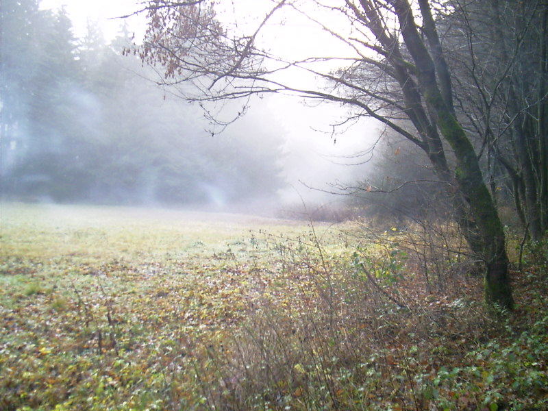 Herbstnebel