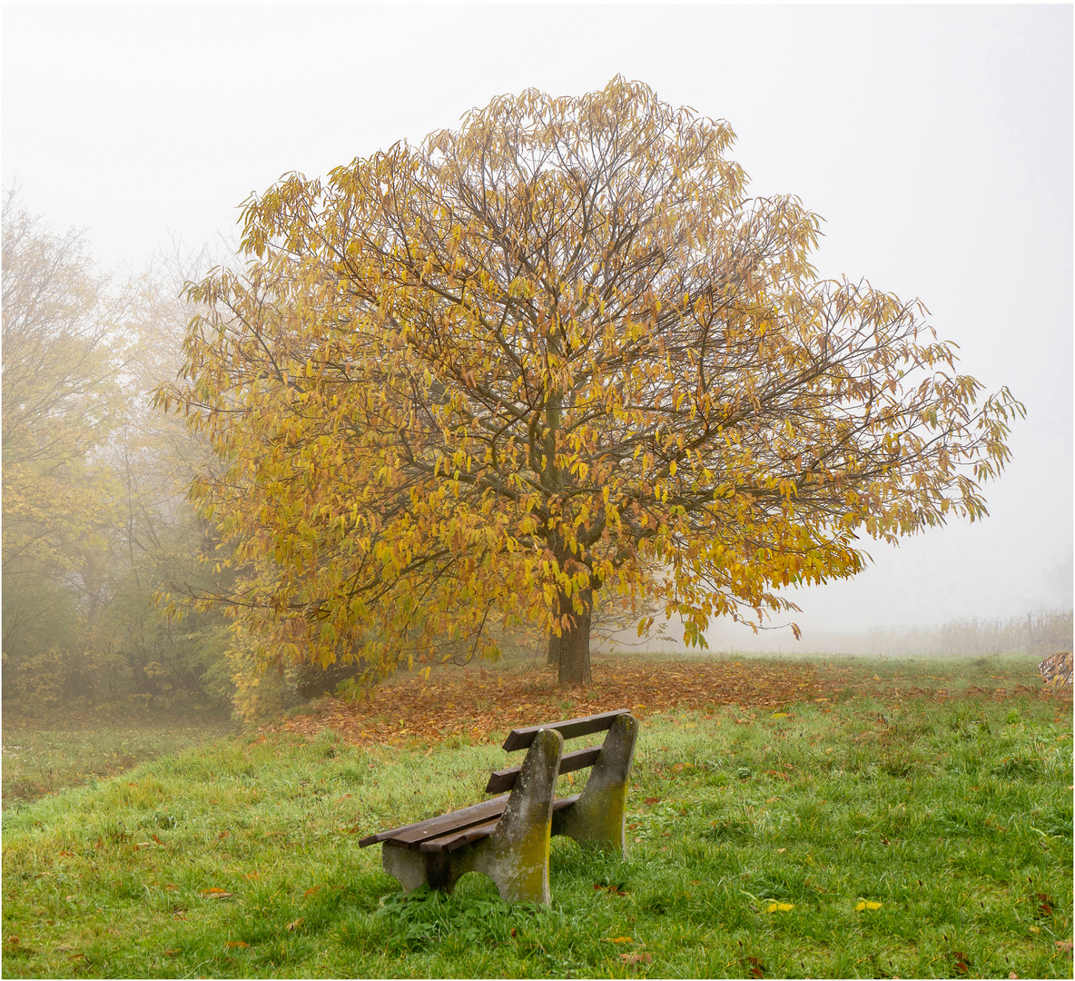 Herbstnebel