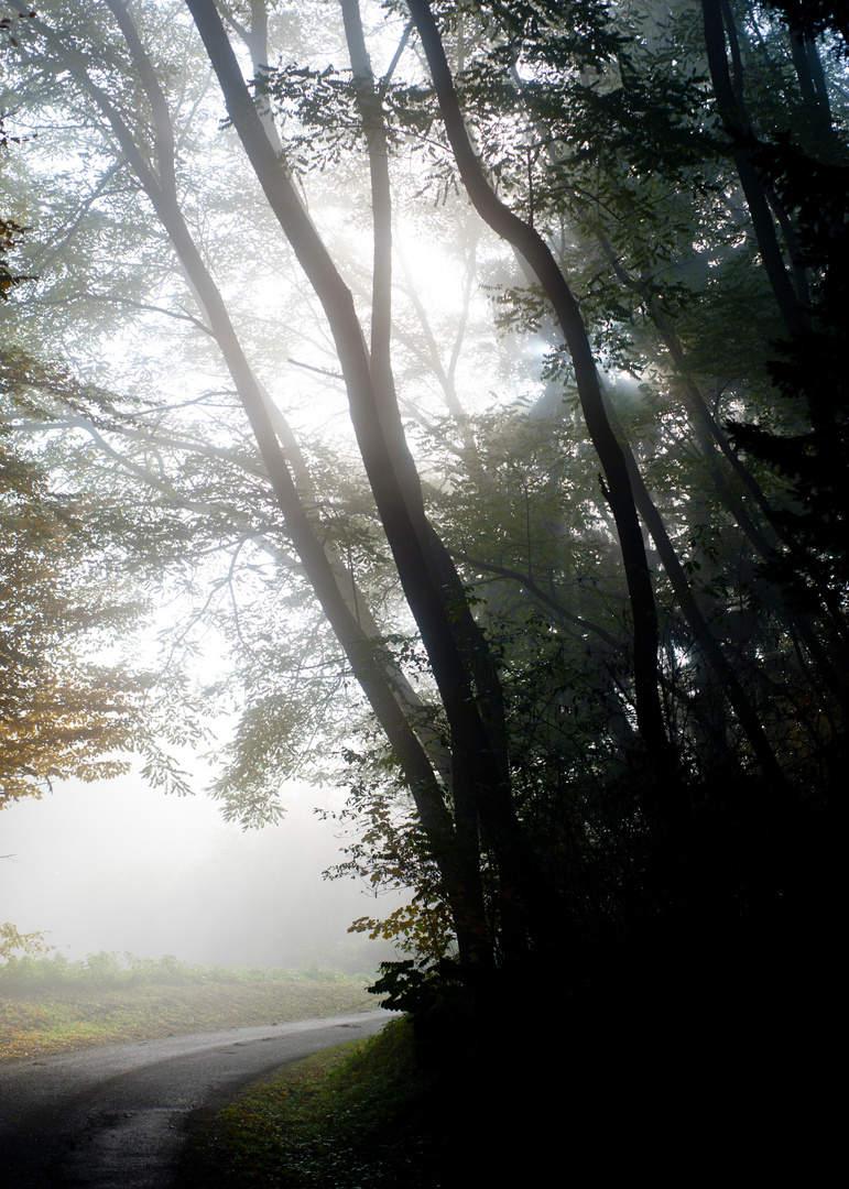 herbstnebel