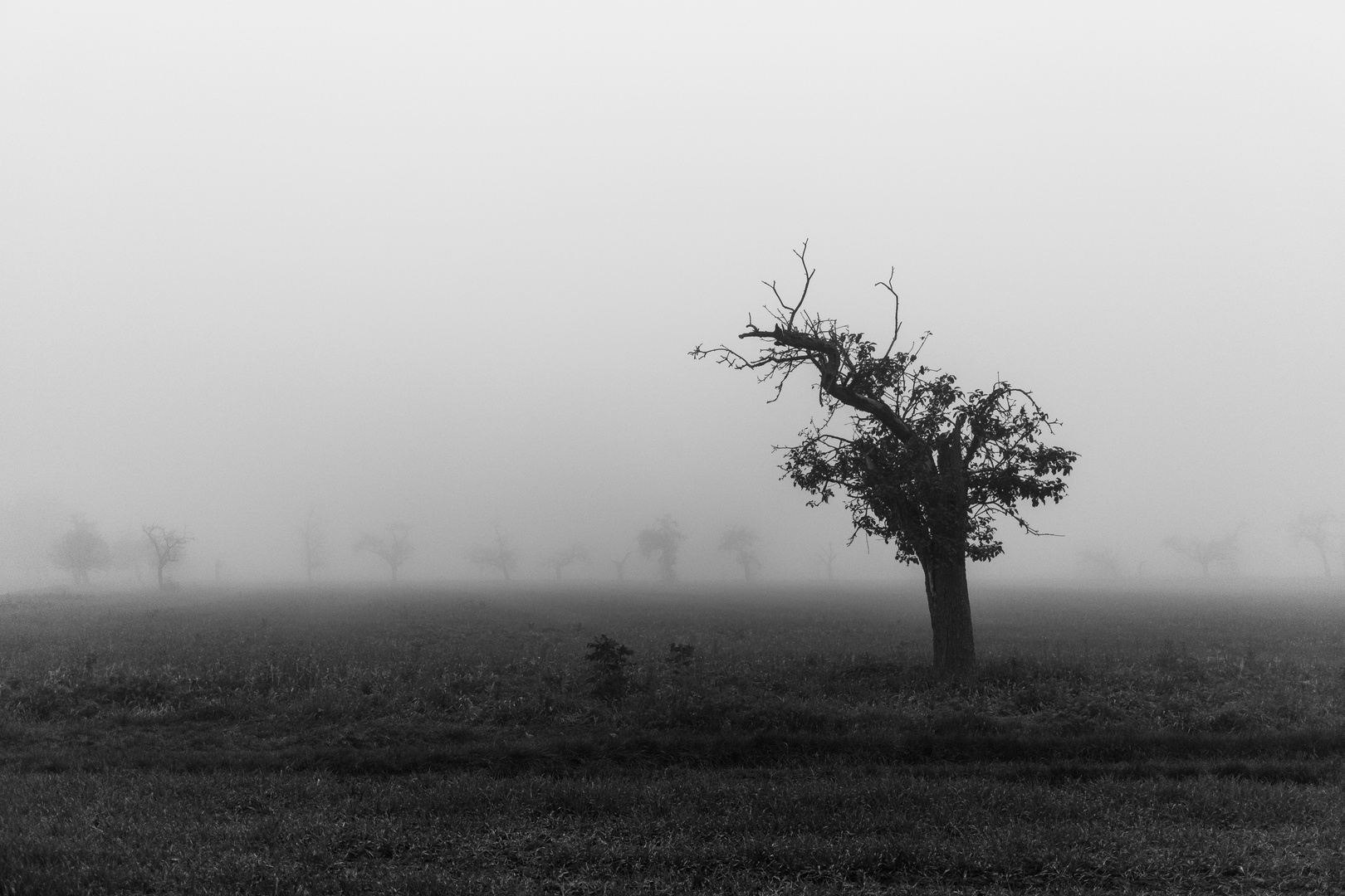 Herbstnebel 7