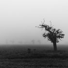 Herbstnebel 7