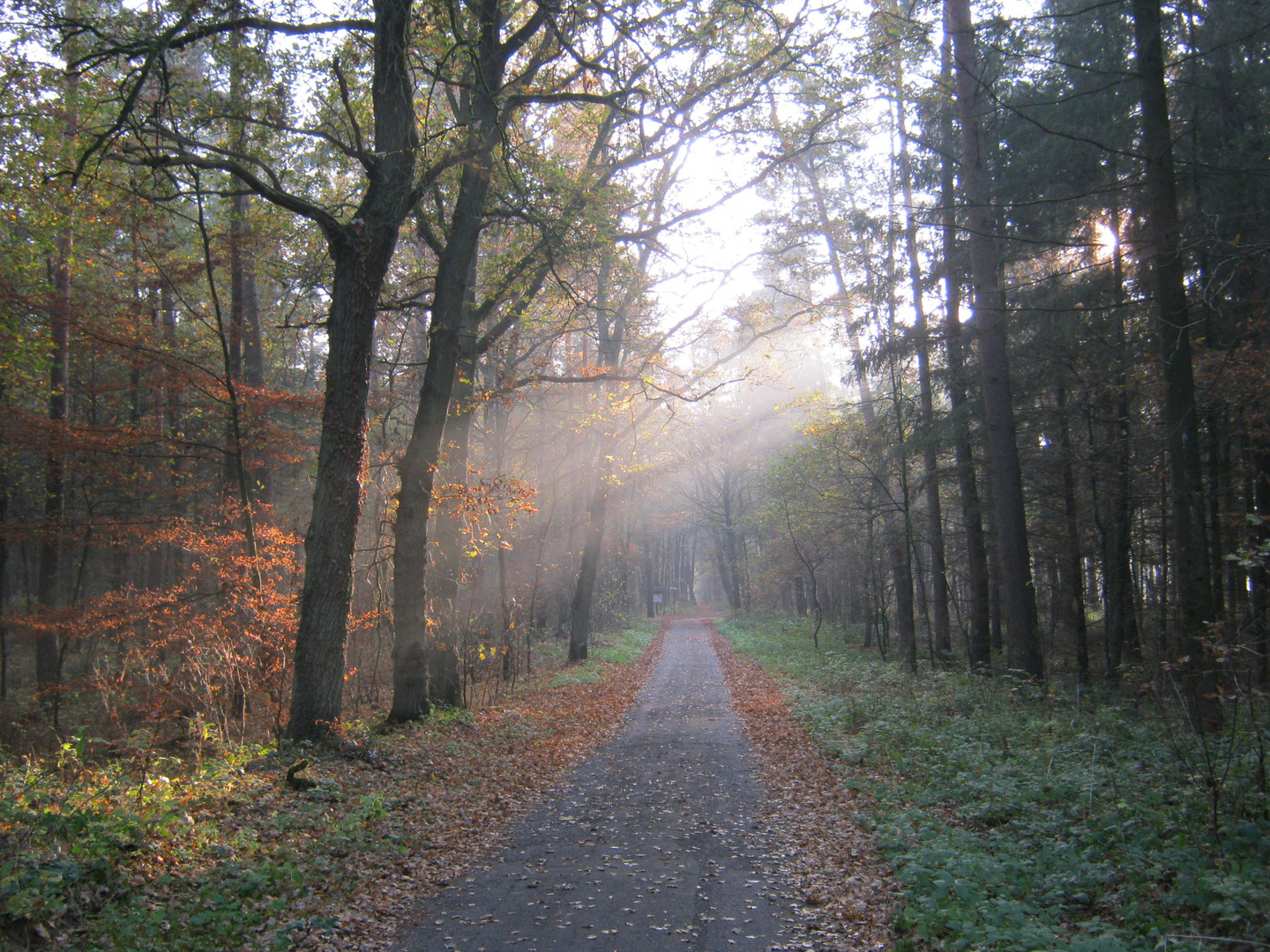 Herbstnebel