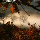 Herbstnebel