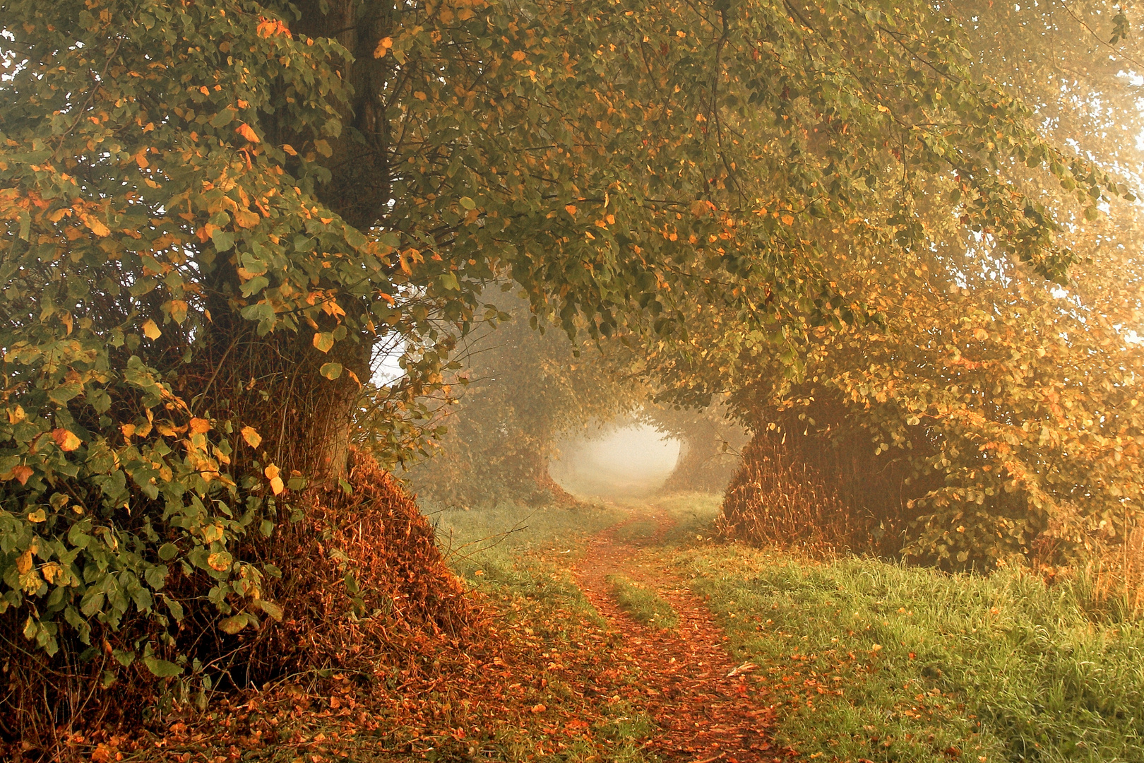 Herbstnebel