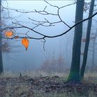 Herbstnebel