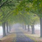 Herbstnebel