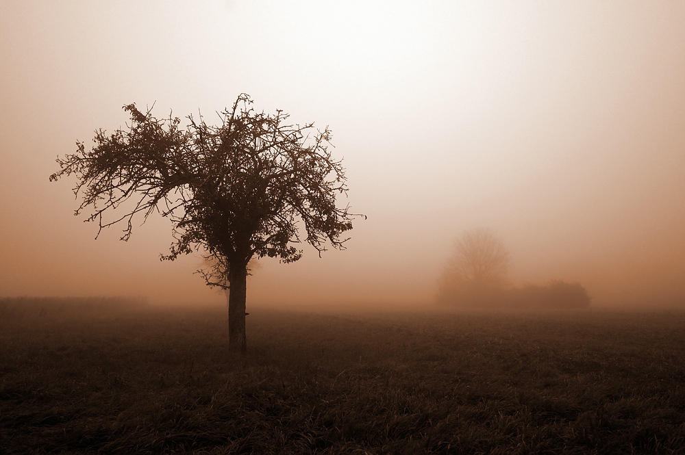 Herbstnebel