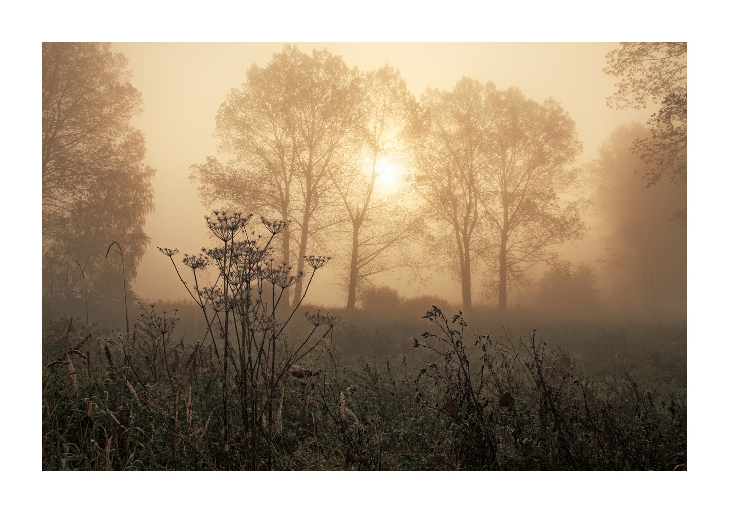 Herbstnebel...