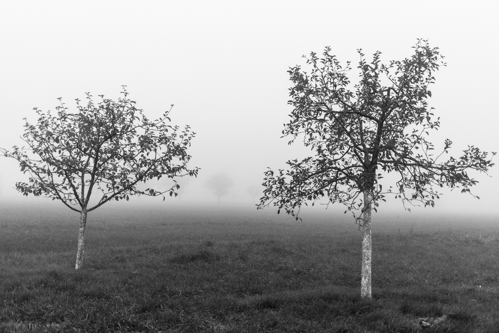 Herbstnebel 8