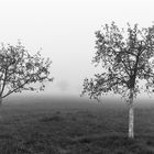 Herbstnebel 8