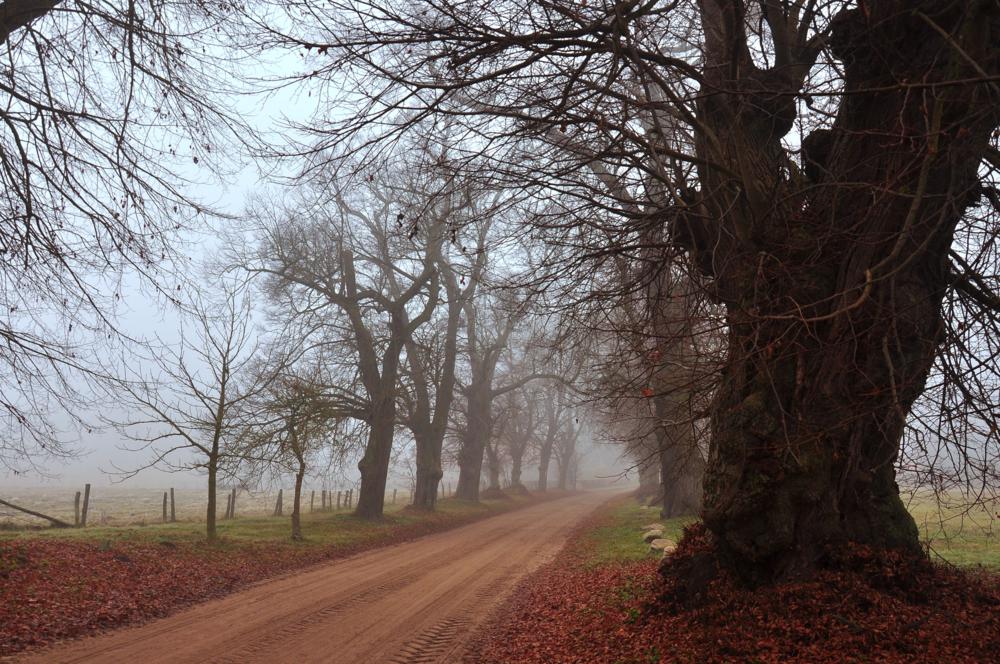 Herbstnebel