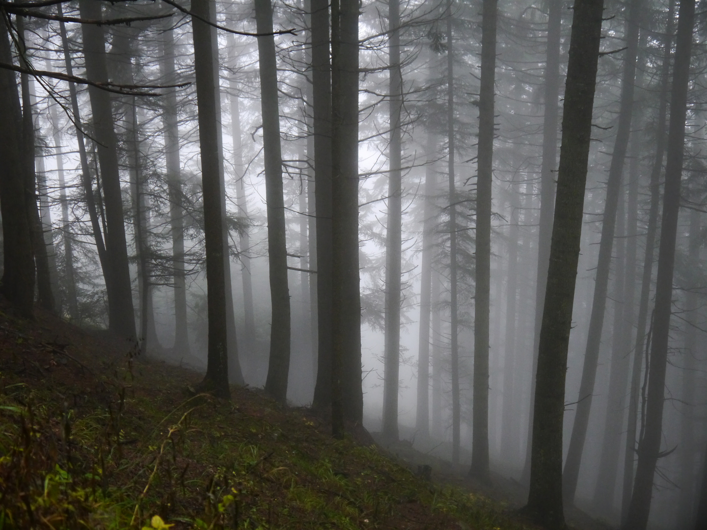 Herbstnebel