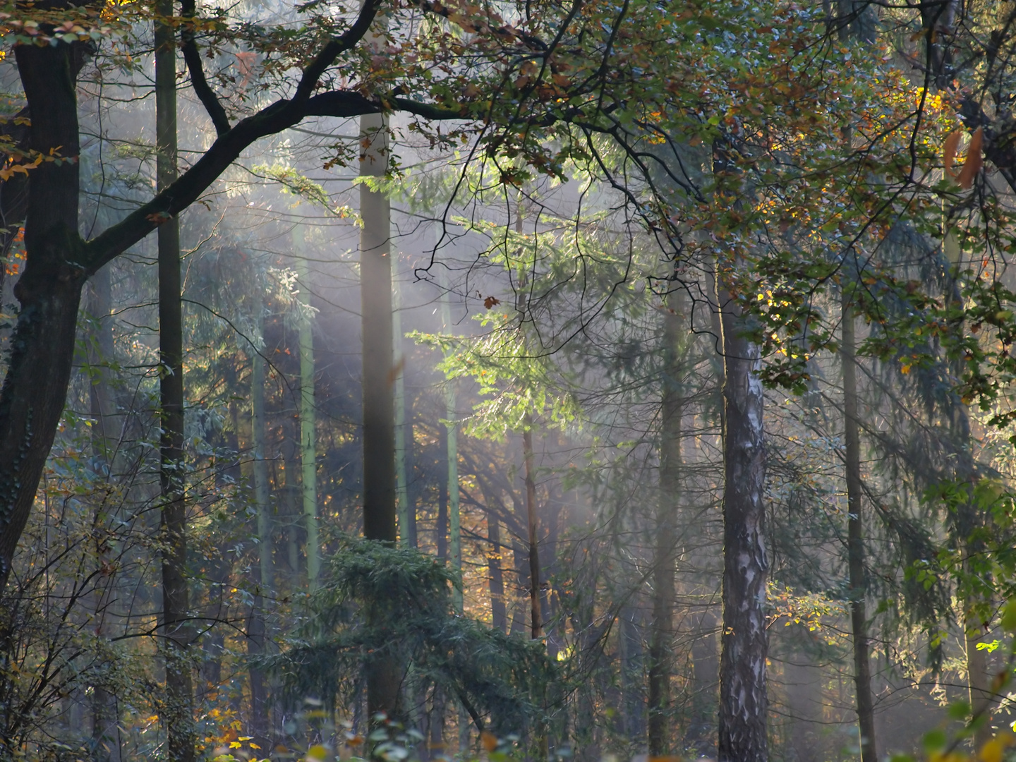 Herbstnebel