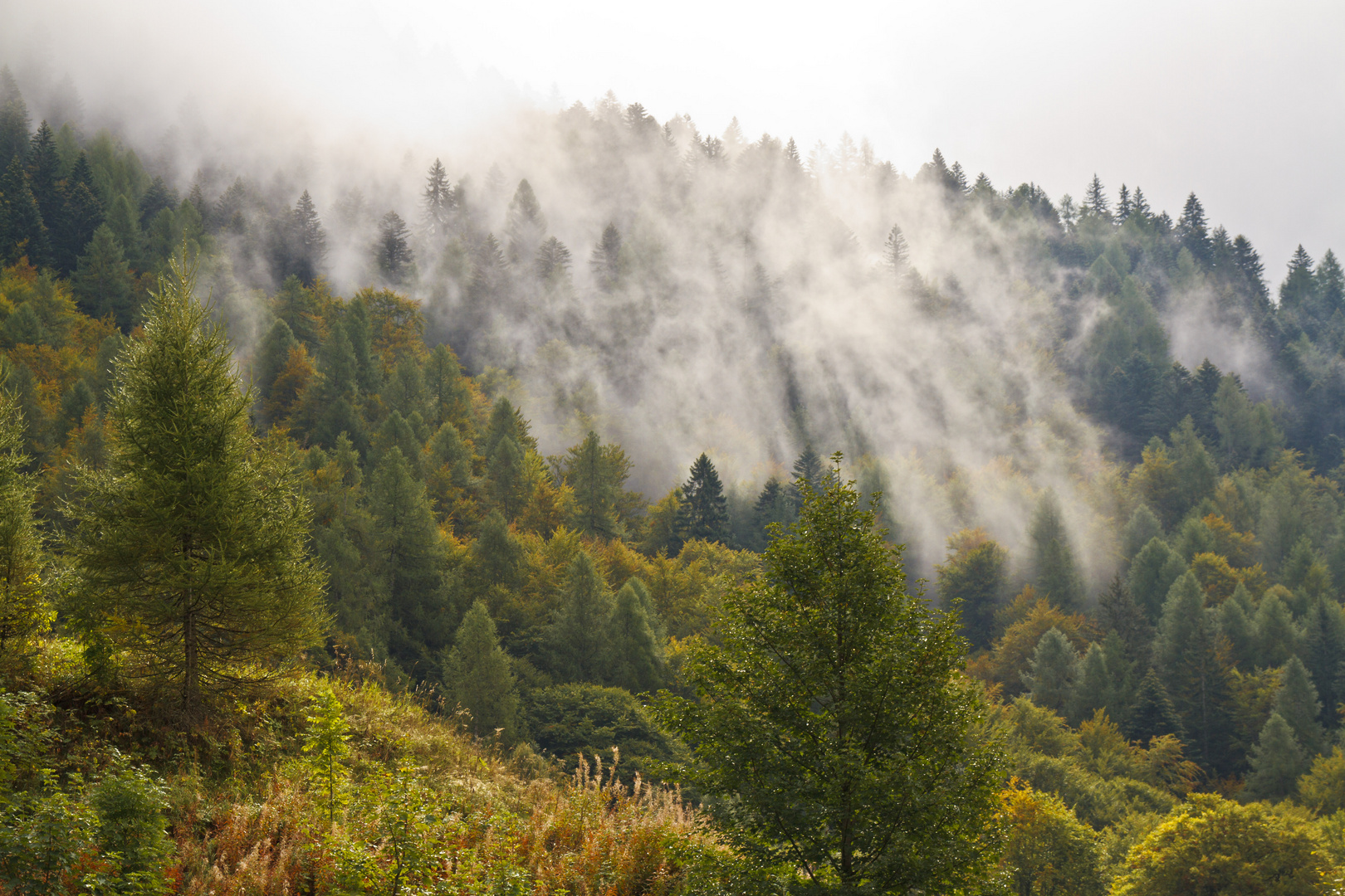 Herbstnebel