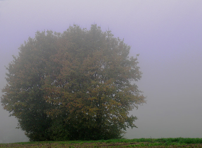 Herbstnebel...