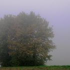 Herbstnebel...