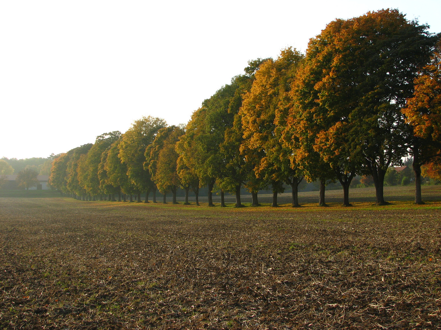 Herbstnebel