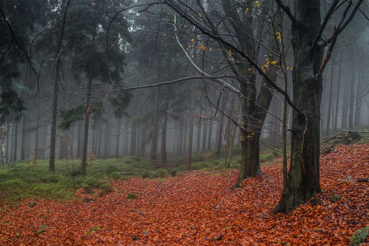 Herbstnebel