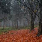 Herbstnebel