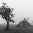 Herbstnebel 9