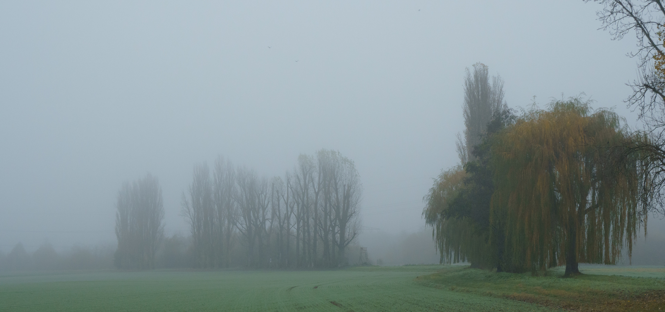 Herbstnebel