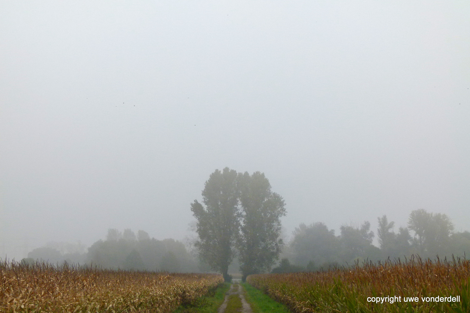 Herbstnebel