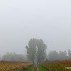 Herbstnebel