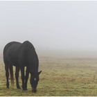 Herbstnebel