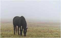 Herbstnebel