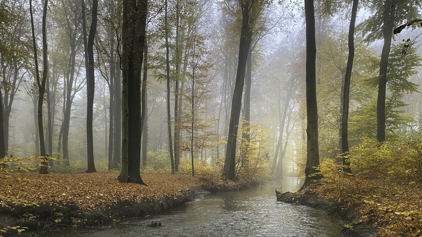 Herbstnebel