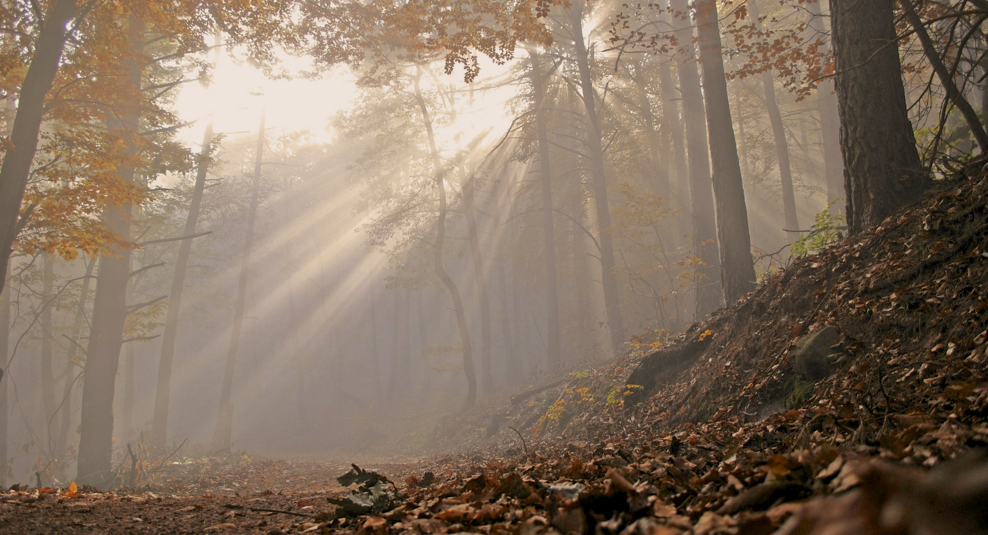 Herbstnebel