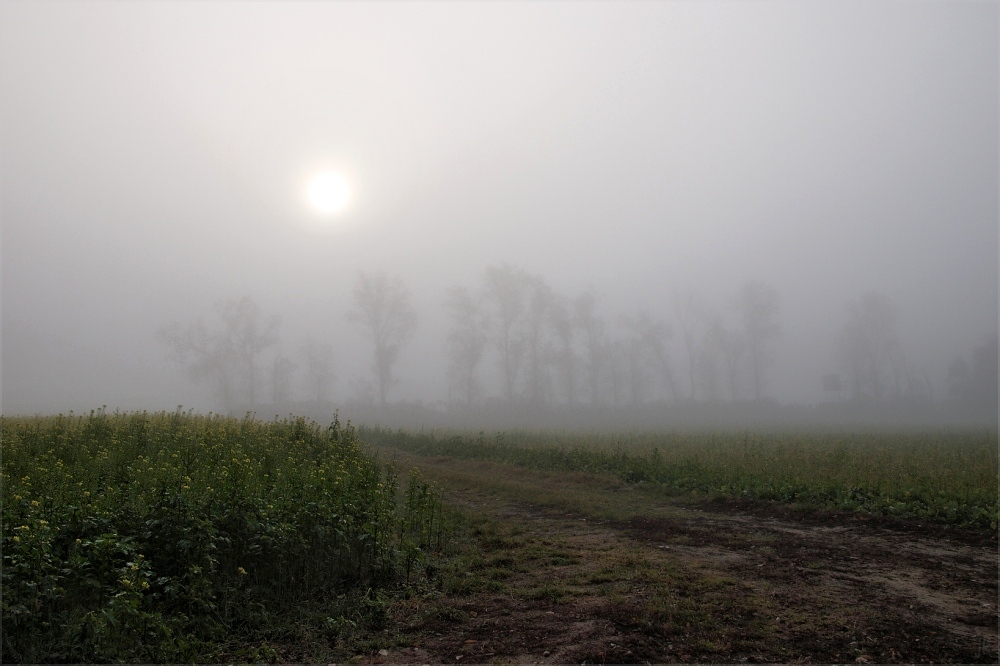 herbstnebel