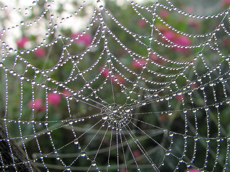 Herbstnebel