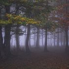 Herbstnebel