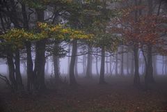 Herbstnebel