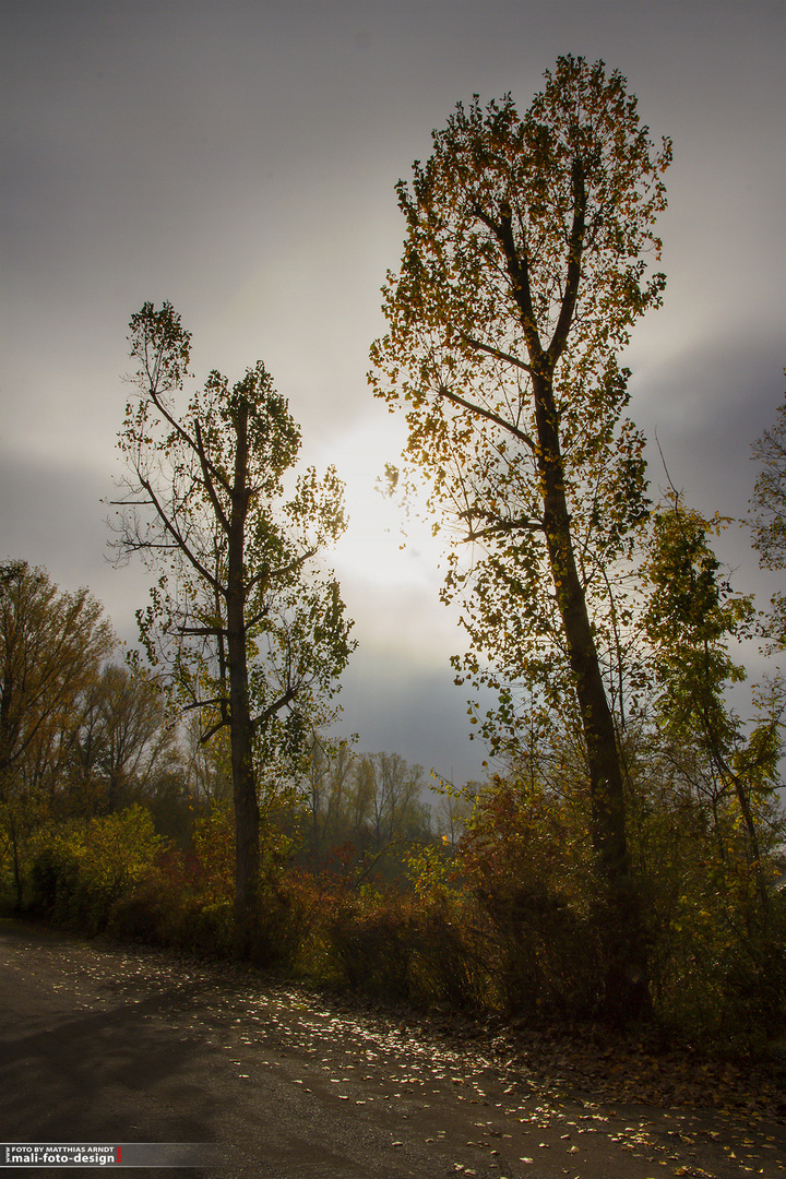 Herbstnebel am Kulkwitzer See