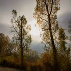 Herbstnebel am Kulkwitzer See