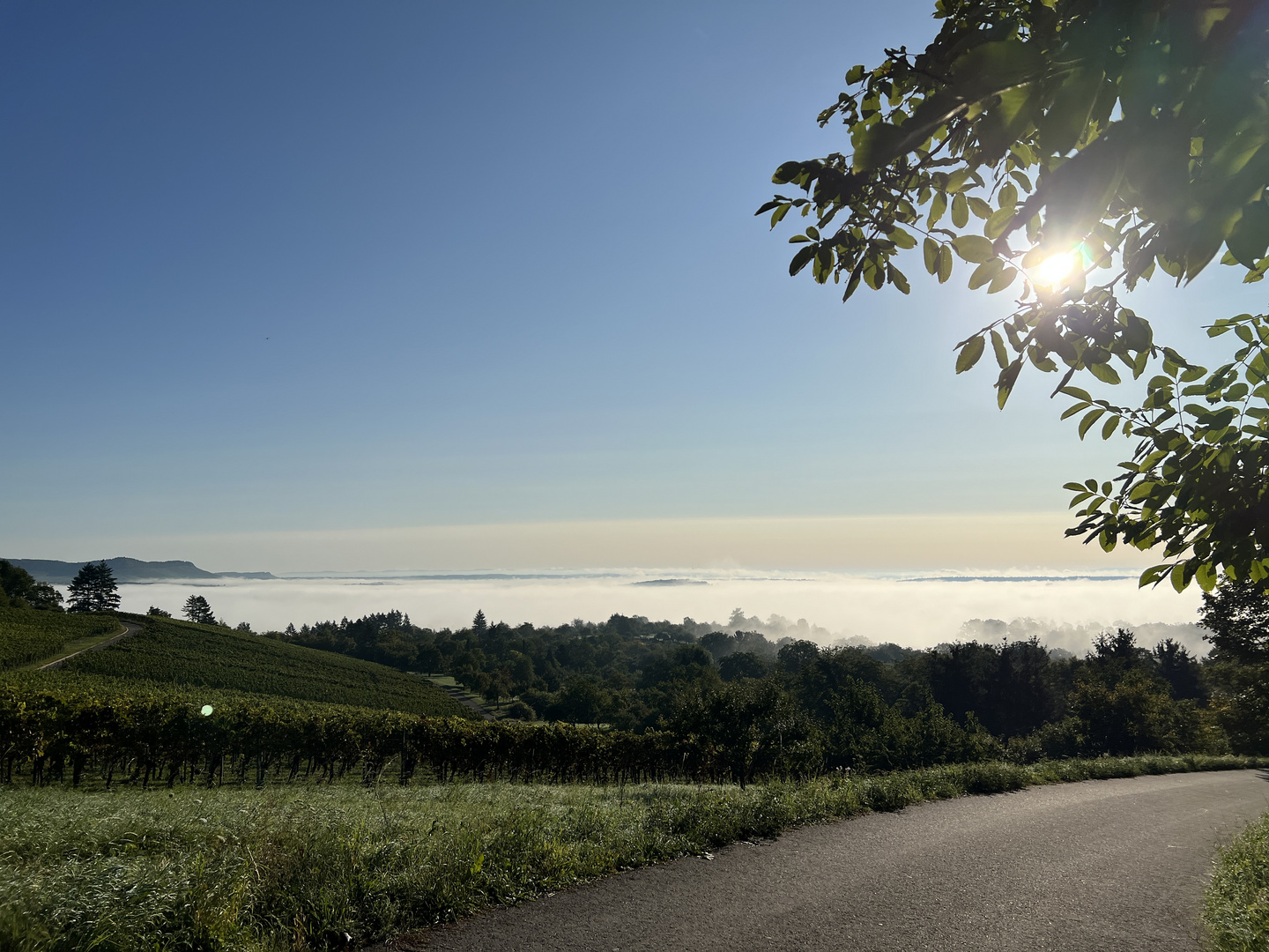 Herbstnebel am Morgen 1