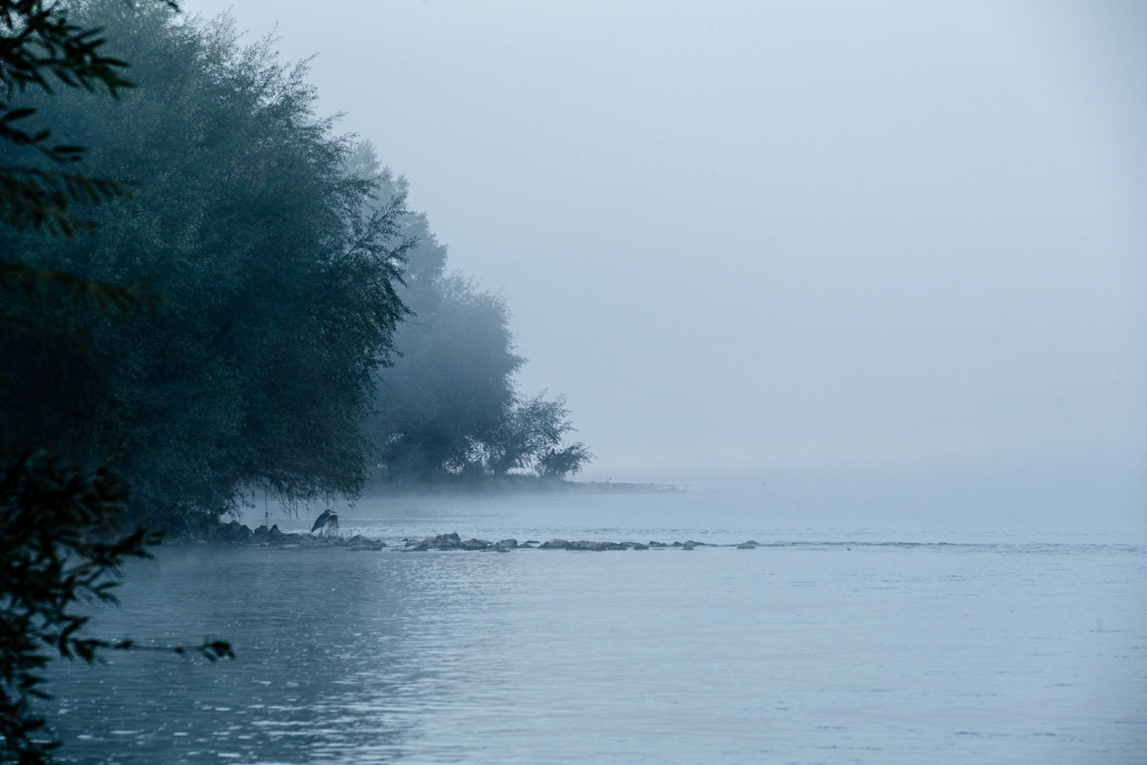 Herbstnebel am Rhein bei Freiburg im Breisgau