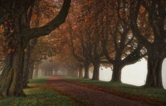 Herbstnebel am Rhein    ©