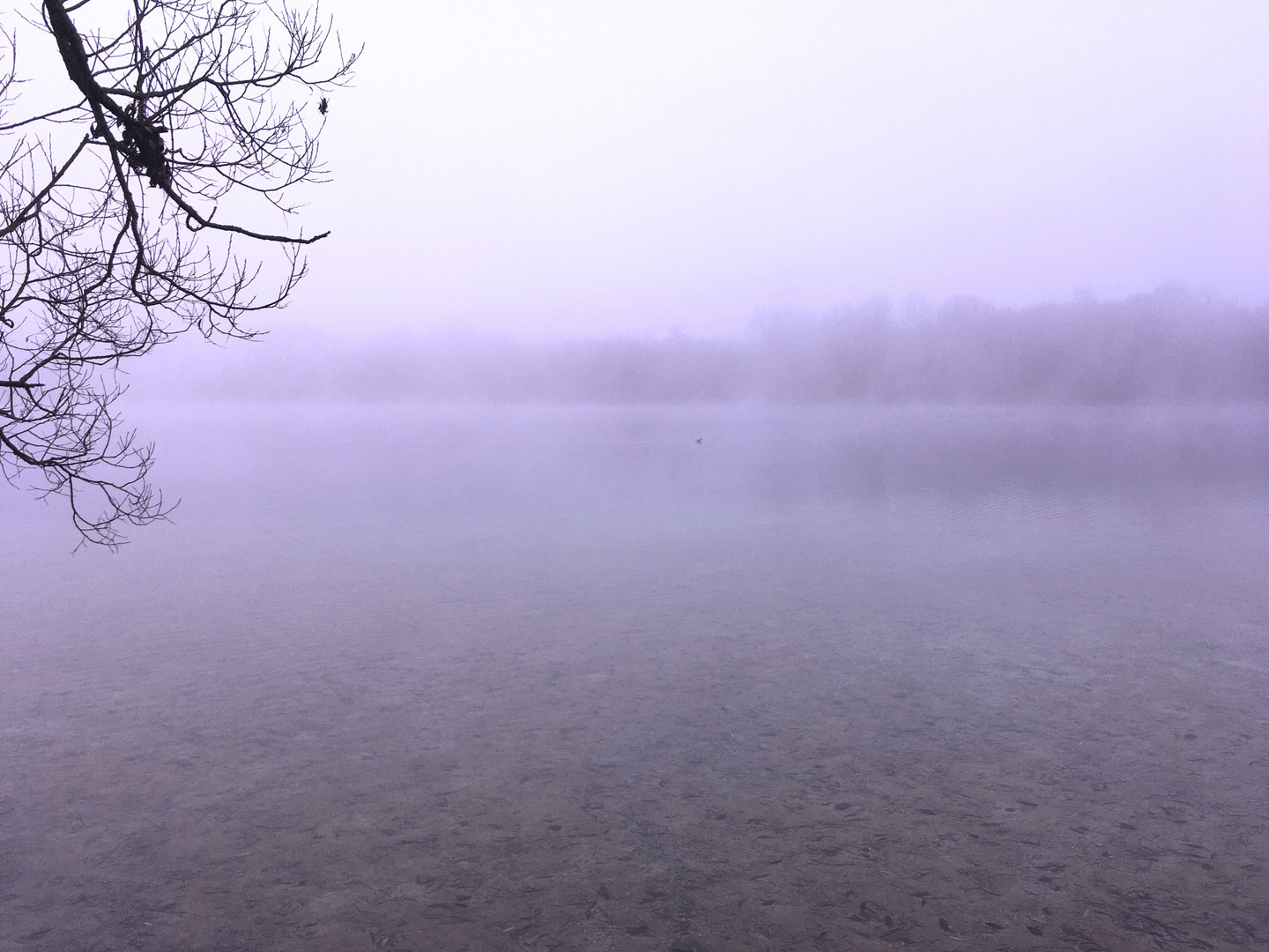 Herbstnebel am See