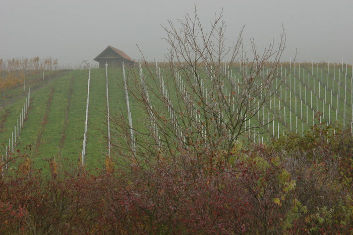 Herbstnebel am Weinberg