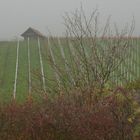 Herbstnebel am Weinberg