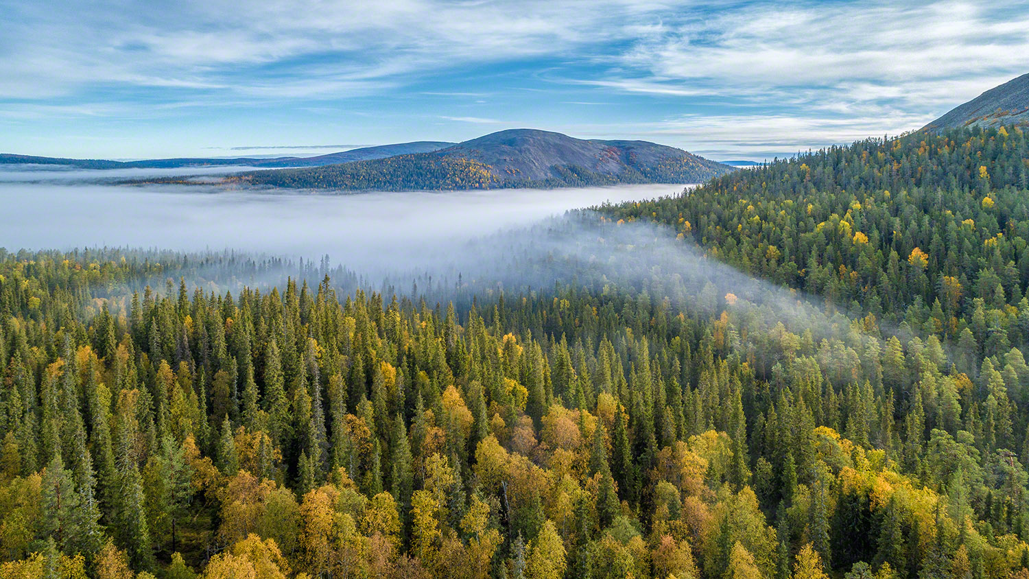 Herbstnebel / Autumn fog