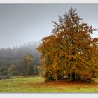 Herbstnebel