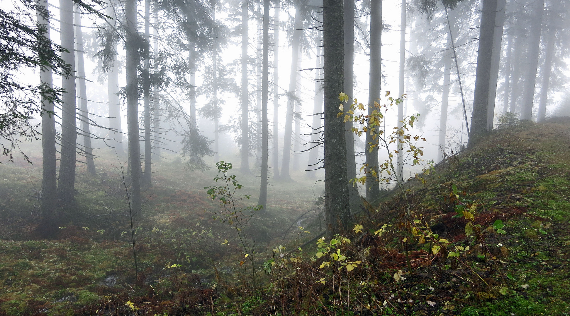 Herbstnebel