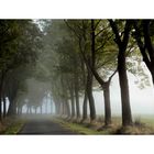 Herbstnebel besucht eine Allee