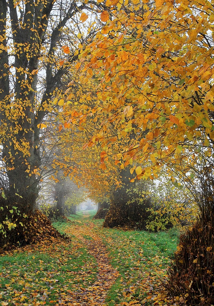 Herbstnebel