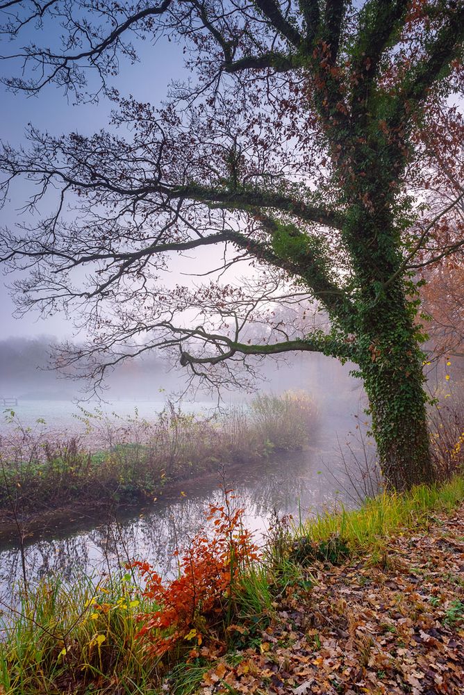 Herbstnebel